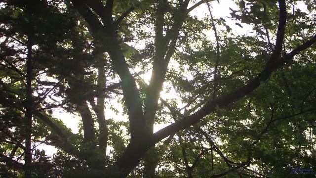 Ощущение, что природа играет на собственных инструментах - (Thank God For This) Lightness of Being -