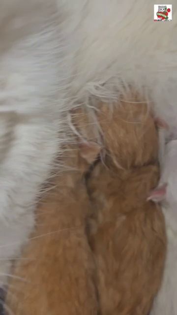 Сладких снов 🌜😽❤️🍼🐈🐈🐈🐈🐈