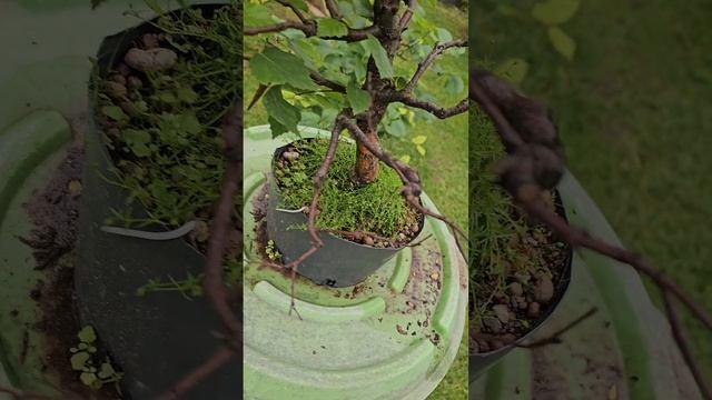 Как берёзы скидывают ветки?