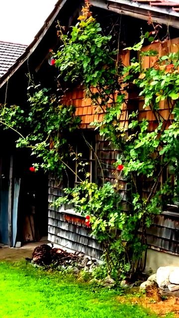 Камера случайно зафиксировала чудо