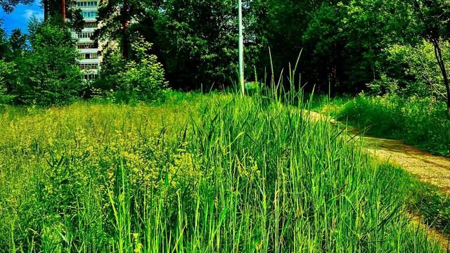 15-06-2025 Природа, птички и муравейник 🐜🐦🐦🚴♀️🌳🌼🌿🌲Асбест, Средний Урал