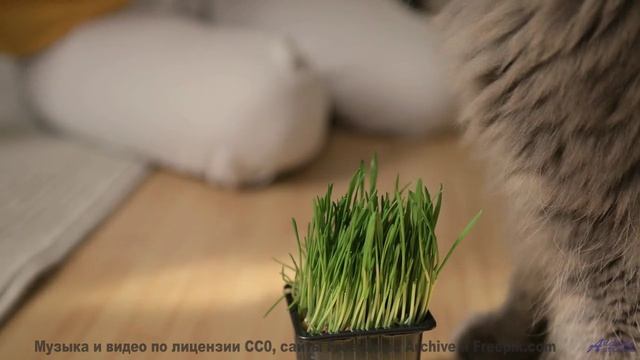 Ты НЕ ГОТОВ к такой красоте! - The Sadness of a Slinky Dog -- A Tape Full of Mistakes -- Dusts