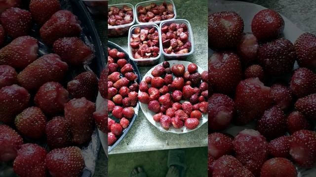 Деревенские истории! Индюшата и клубника!