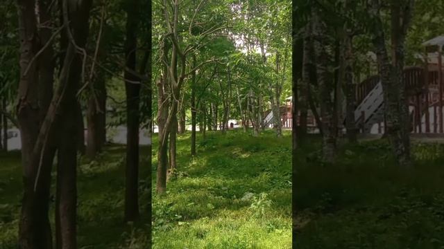 Кажется, здесь остановилось время: уголок, где Владивосток ещё зелёный