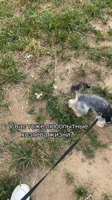Такие йорки