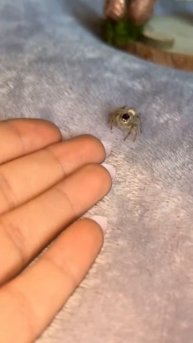 А говорят пауки не милые