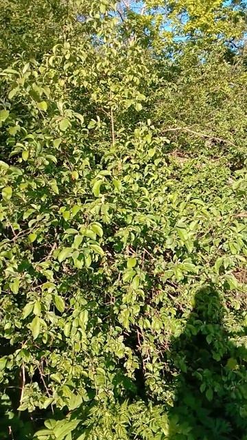 ПЕРВАЯ НЕУДАЧНАЯ РЫБАЛКА С НОЧЕВКОЙ! РЕКА МАЛАЯ КОКШАГА! 24.05.2025 ГОДА ЧАСТЬ-3 #fishing #рыбалка