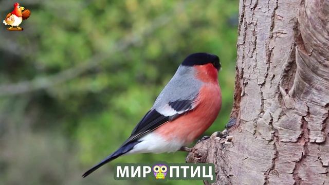 Мир птиц – красота и грация пернатых созданий Природы 🦩🦚🦜 Выпуск (213) 🦉🐦🐤