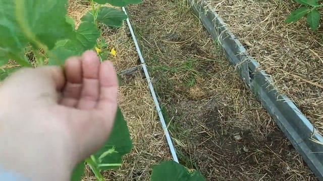 13,14 июня 2025г.Опять дети в гостях.Новые жильцы.Опять лом