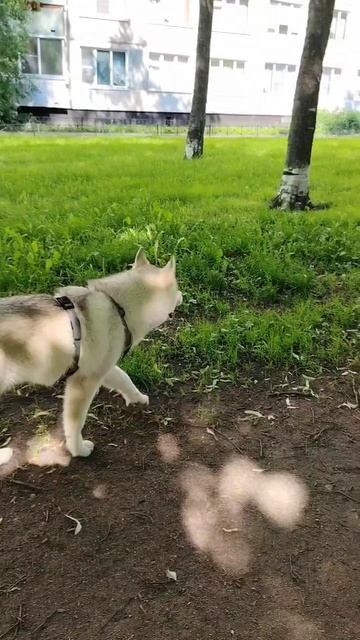 Охота началась 🤣