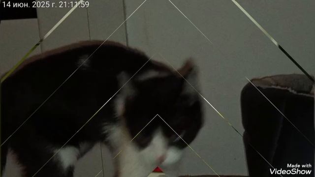 Мариуполь ⛵ Мои любимки 🐈🐈🐈🖥️🌦️