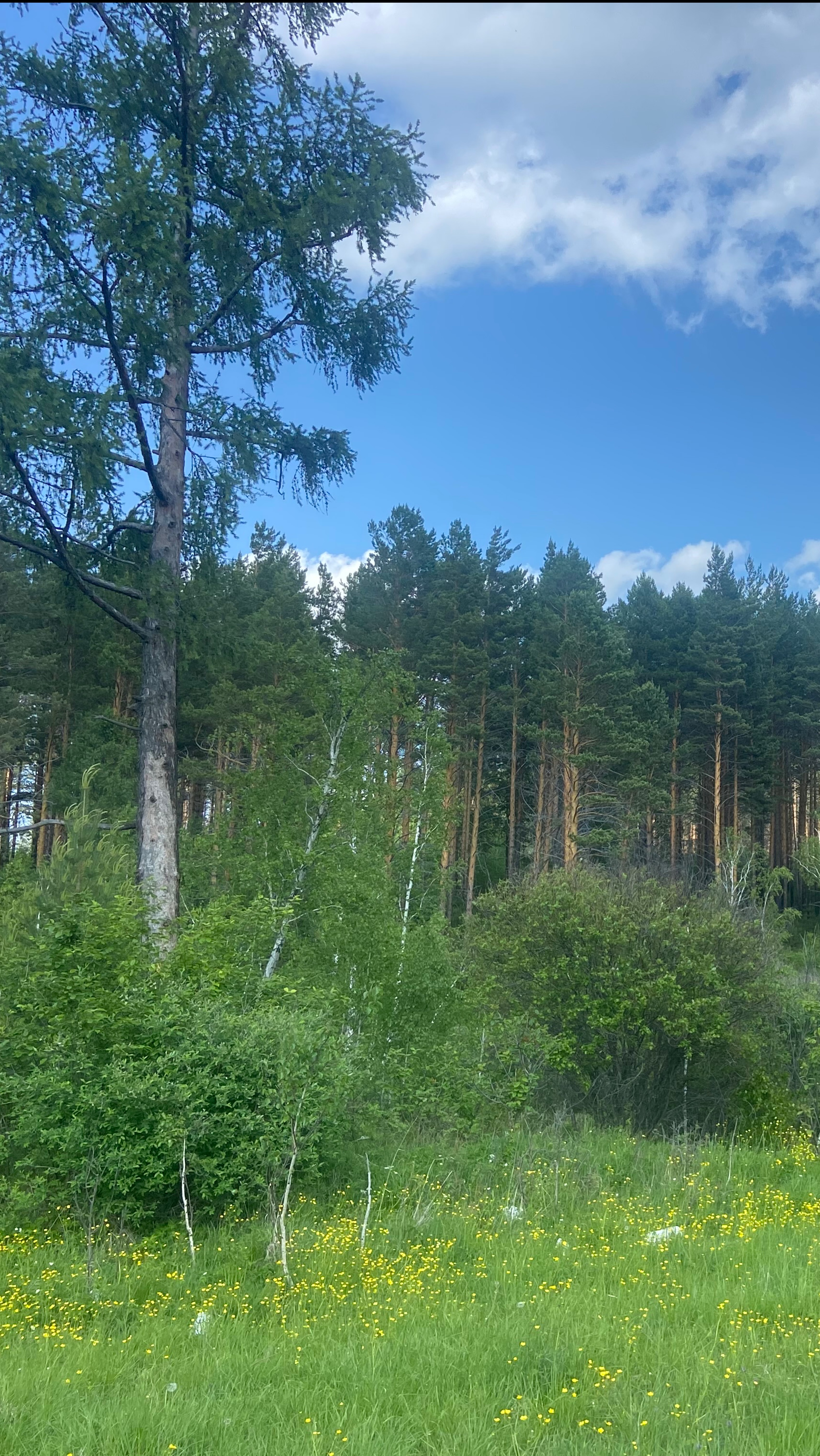Участок в Пионерске по ул. Сосновой