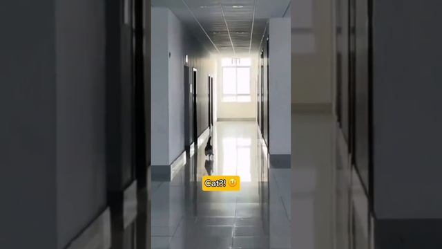 Погоня