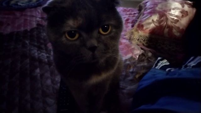 Споки#кошки