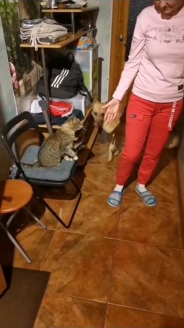 Муся провожает на прогулку😆😍🥰