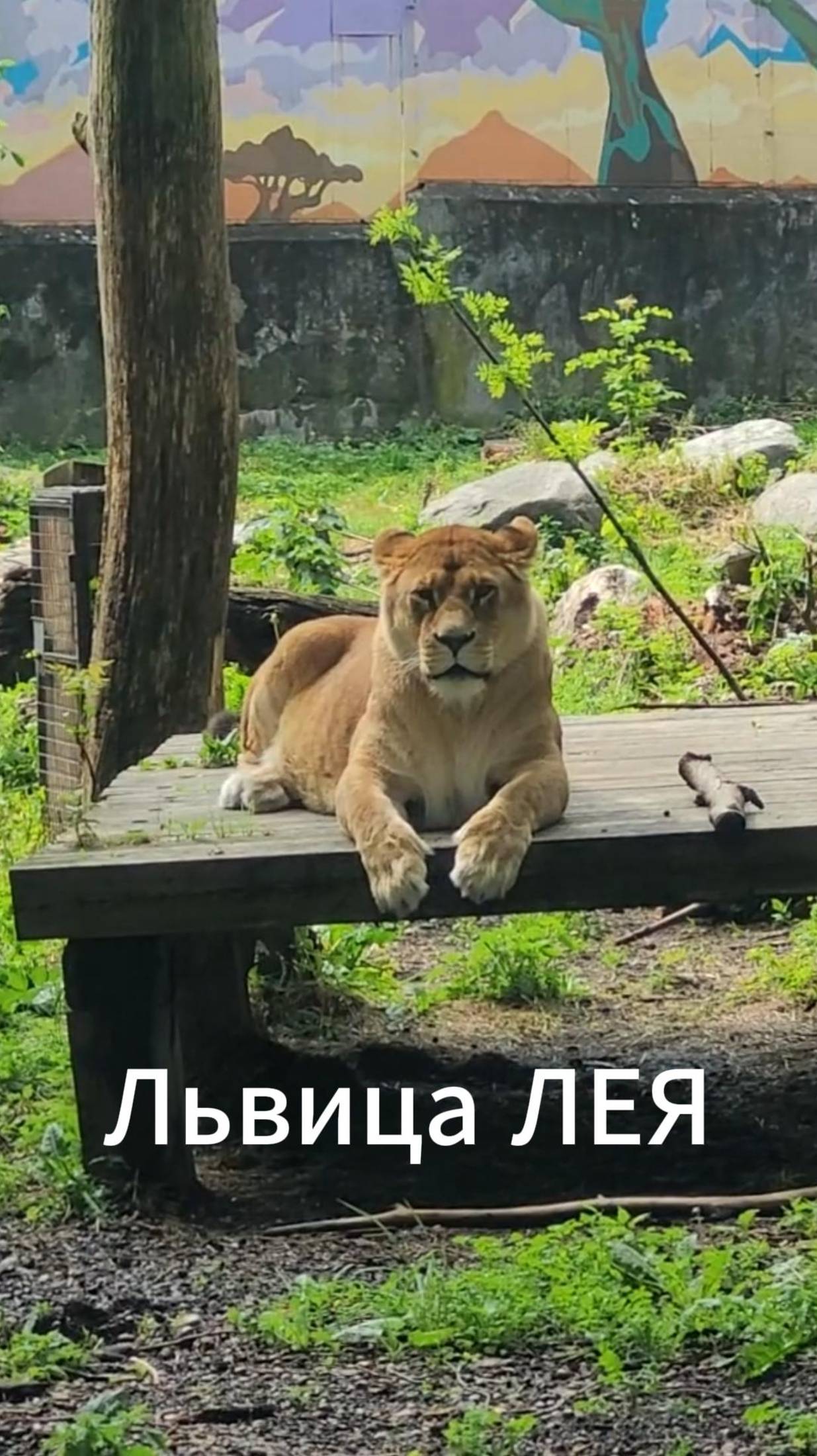 Львица Лея в Калининградском зоопарке