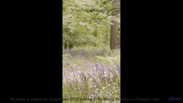 Лес под таким звуком кажется бесконечным и живым - Romance -- A. Cooper -- COOPER