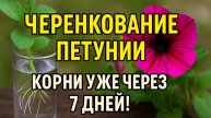 Черенкование петунии — корни за 7 дней без проблем!