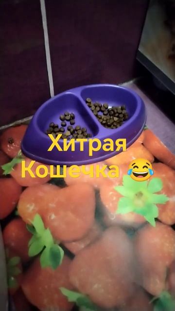 Хитрюга#кошки