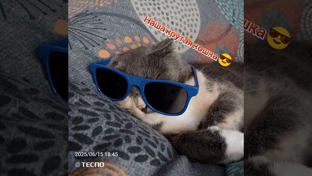 наша крутая кошка 😎