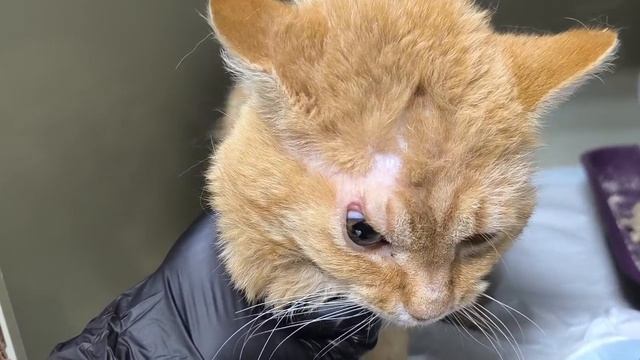 Котику со шрамами нужен дом