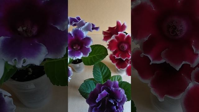 глоксиньи из семян