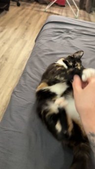 Игривая киска #кошка #нюша #играется #кусается