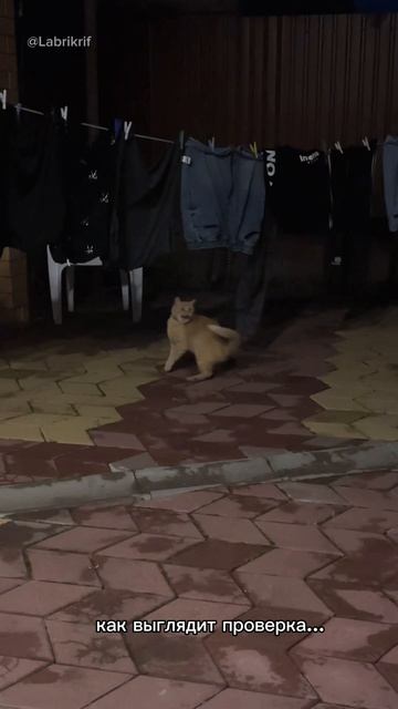 Самый хозяйственный Рыжик в мире 😂❤️