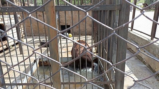 Большие птички | Жалко хищников😢. 🐻🐻❄️🐱