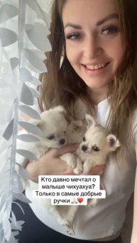 Два белоснежных мальчика чихуахуа свободны🤍🤍🤍
Все малыши очень красивые!