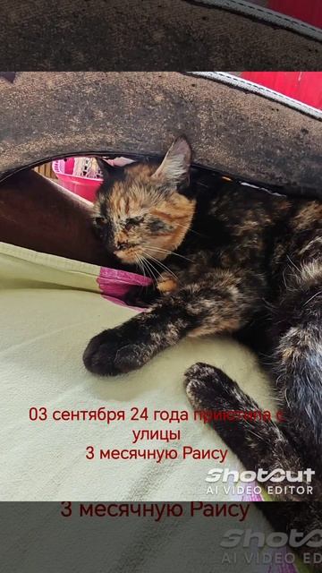 Мои кошки. Вася, Рася, Люся