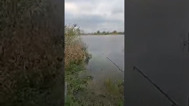Барсик и К° в прямом эфире!
