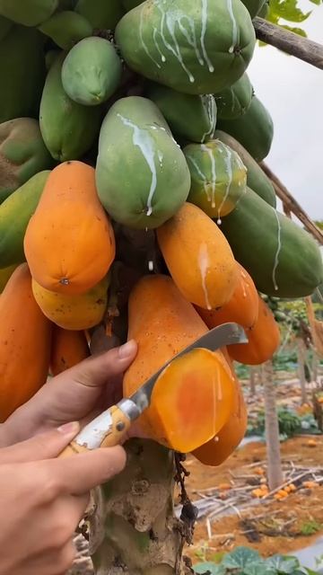 Cut the papaya fruit directly from the tree #shorts