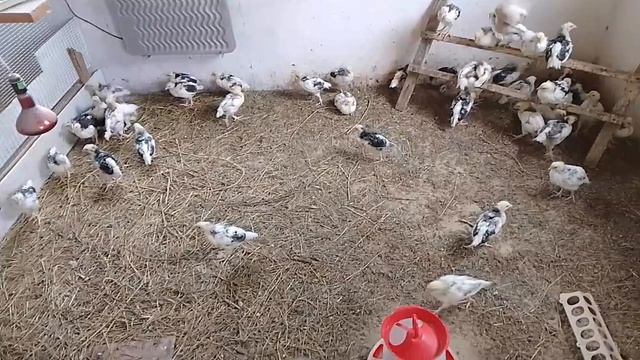 15 июня, гусыня вывела гусят