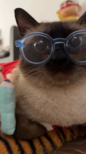 Котик учёный))))