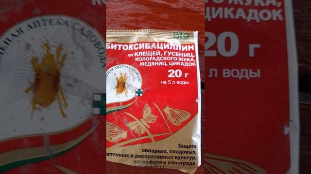 Фунгицид Строби, инсектицид Битоксибациллин.
