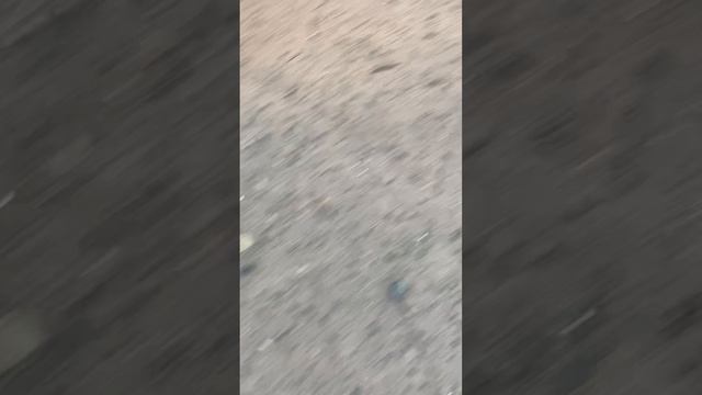 На прогулке с родителями и собачкой🐶❤️