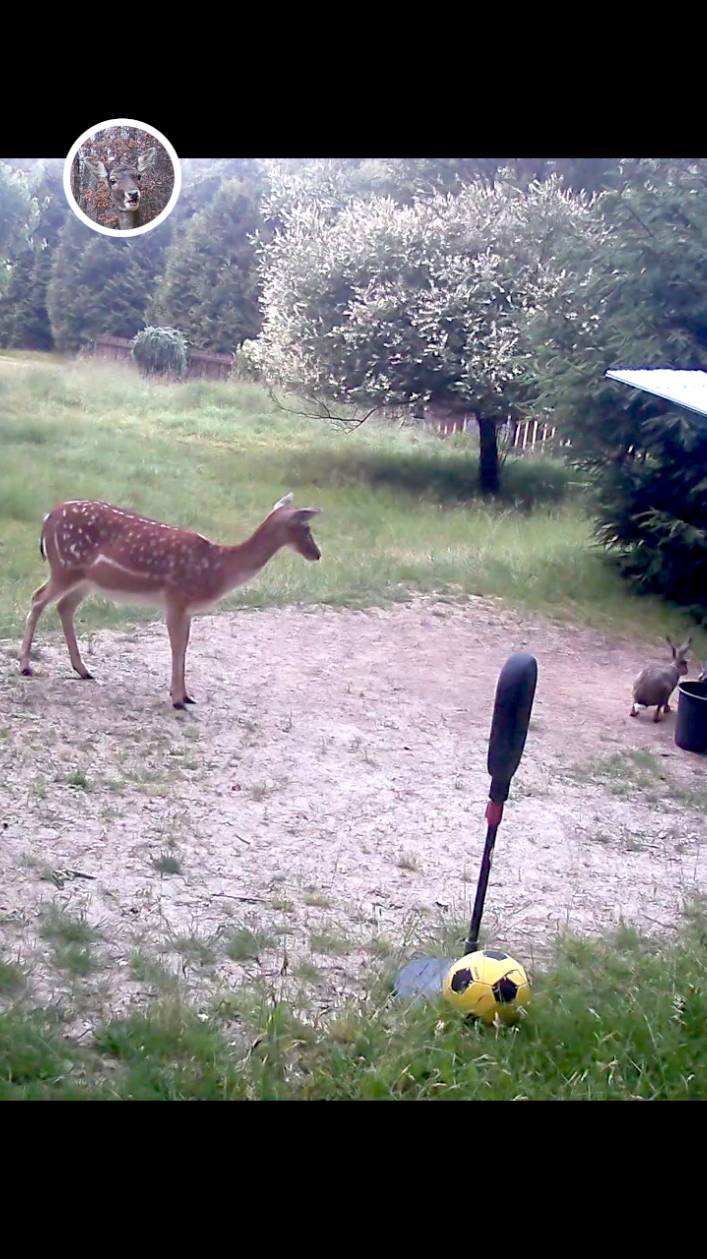 лань и заяц не мешают друг другу во дворе #лань #животные #deervader