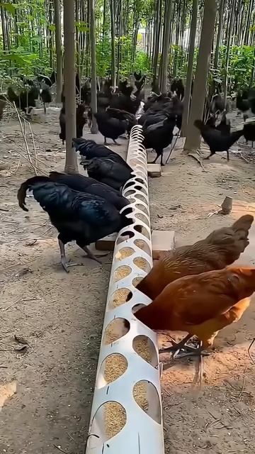 Chicken feeder made of pipe #shorts
