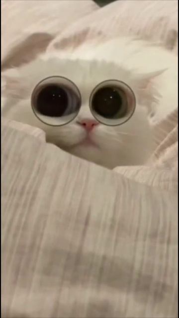Смешные коты #60-8