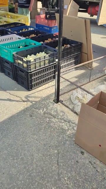 птичий гомон