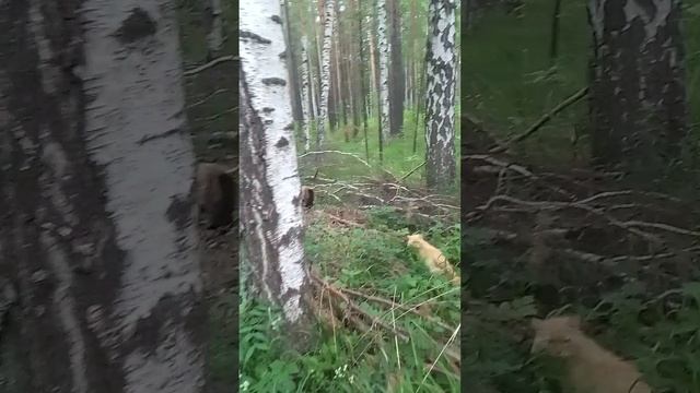 лесная  банда