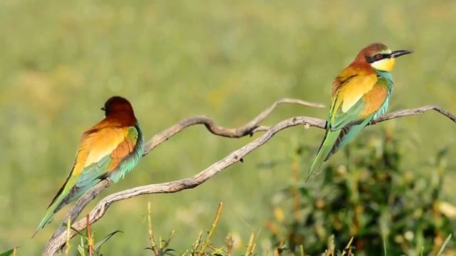 Breathtaking Beautiful Birds _ Pure Nature _ Stress Relief _ Relaxing Birds Soun