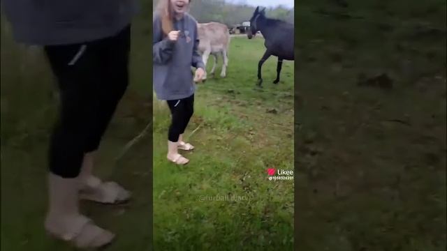 смешные собаки