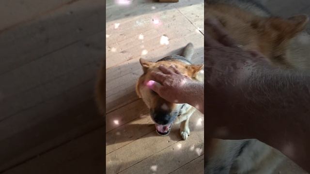 1000026624.mp4 (Собака смотрит на монтаж э/кабеля под имитацией бруса в доме А-фрейм)