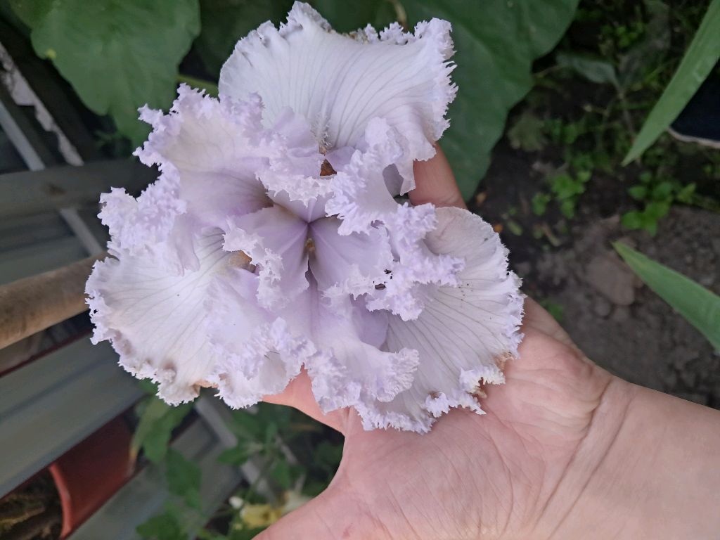 больно не больно