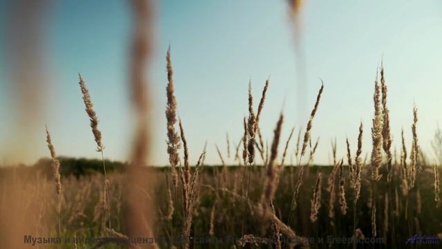 Это видео - как глоток свободы для вашей души! - While Dancing With The Devil -- Omura -- The Whales