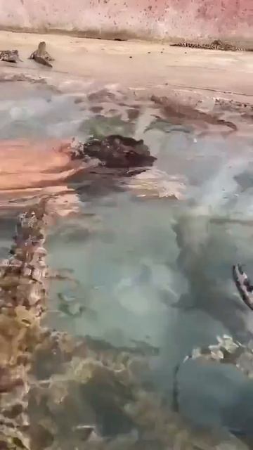Крокодиловая ферма