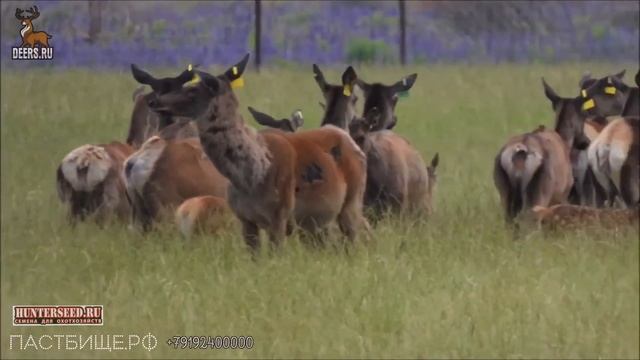 Улучшение пастбища оленей луговая сеялка Vredo и семена HUNTERSEED травосмеси