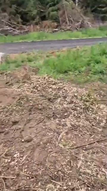 Заканчиваем расчистку участка и корчевание